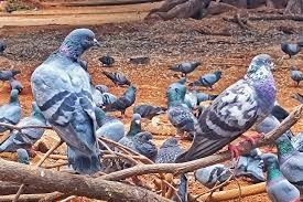 GBA bans pigeon feeding in public places over health risks