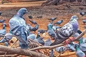 GBA bans pigeon feeding in public places over health risks