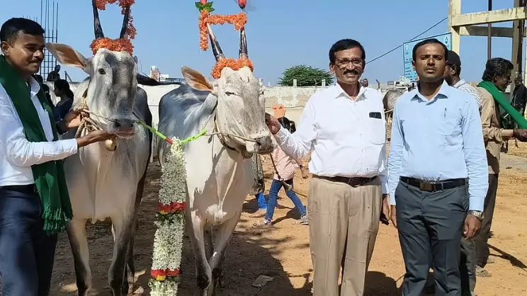 Upparahalli Hosts Grand Cattle Fair Dedicated to Goddess Madduramma Devi and Goddess Chowdeswaramma