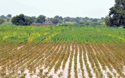 Rains Paralyse Life; Crops and Roads Hit in Vijayapura