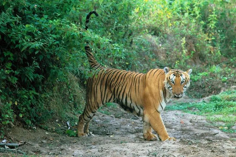Bandipur Tiger Reserve May Add 119 Tigers: National Authority