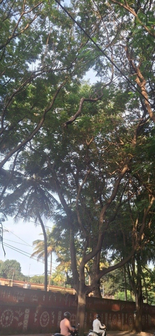 Traffic advisory issued in Sanjaynagar cross after risk of falling tree branches
